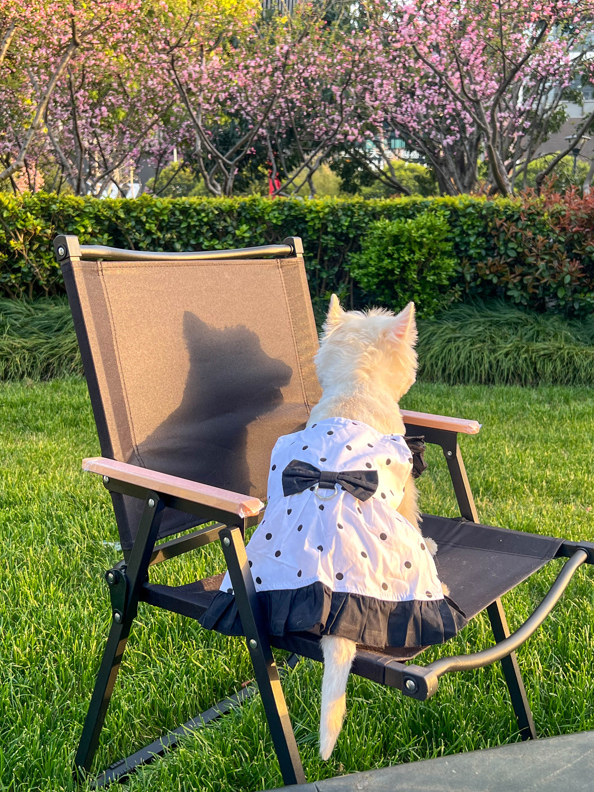 Colorful Heart Pet Harness: Sweetheart Fun Series