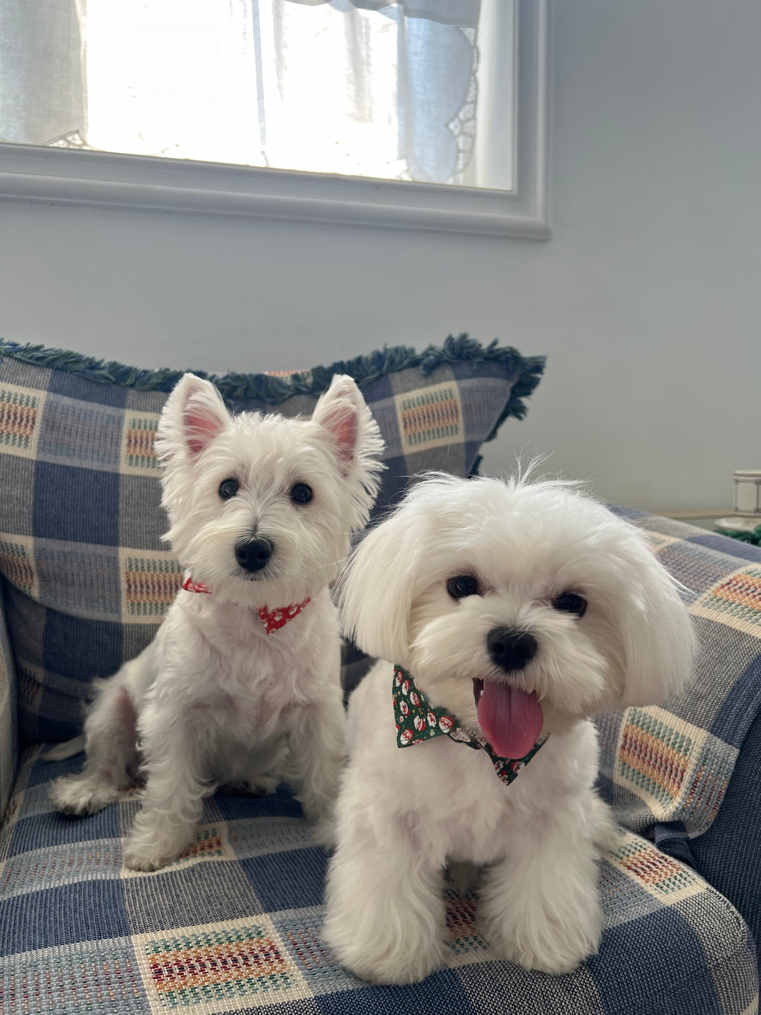 Pet Holiday Collar: Santa Design