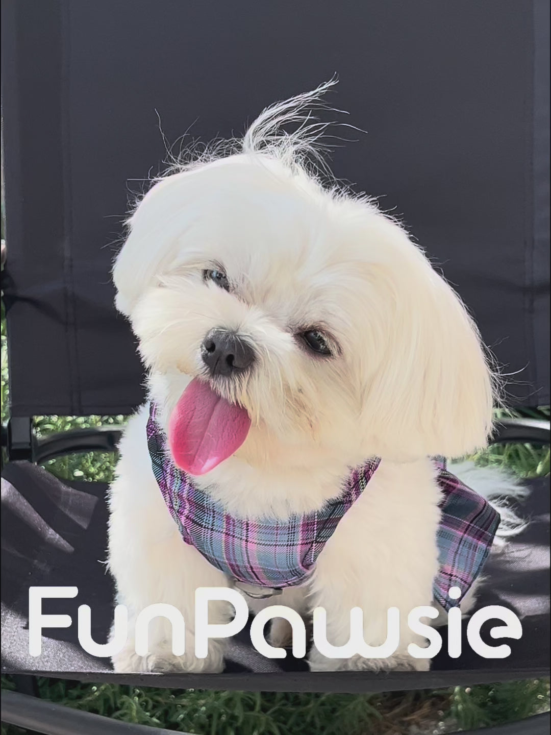 Plaid Bowknot Pet Harness & Leash Set: Campus Time Series