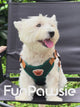Teddy Bear Pet Harness Set: Protective Guard Series