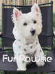 Printed Pet Raincoat: Breezy Stroll Series