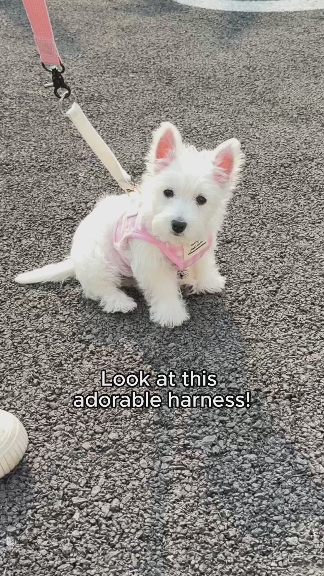 Pet Harness and Leash Set: Country Chic Pink Gingham Breathable Mesh