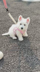 Pet Harness and Leash Set: Country Chic Pink Gingham Breathable Mesh