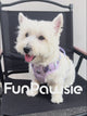 Sweet Garden Series: Pet Harness & Leash Set