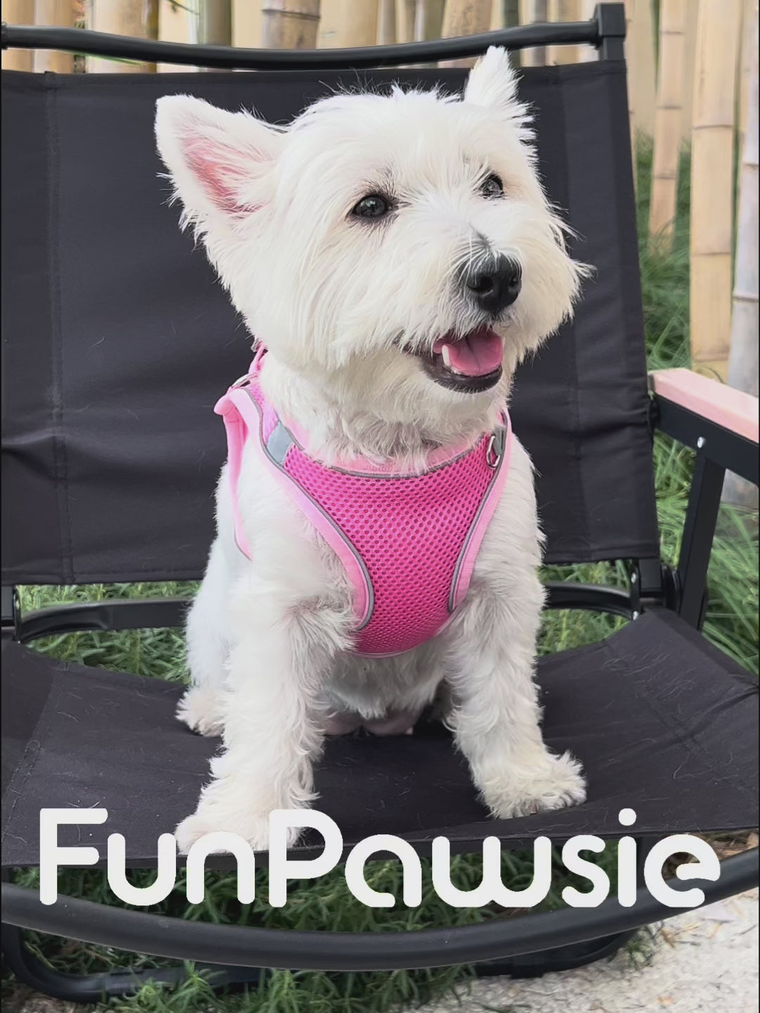 Reflective Breathable Pet Harness Set: Comfort Guard Series