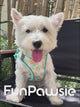 Breathable Floral Pet Harness Set: Bloom Stroll Series