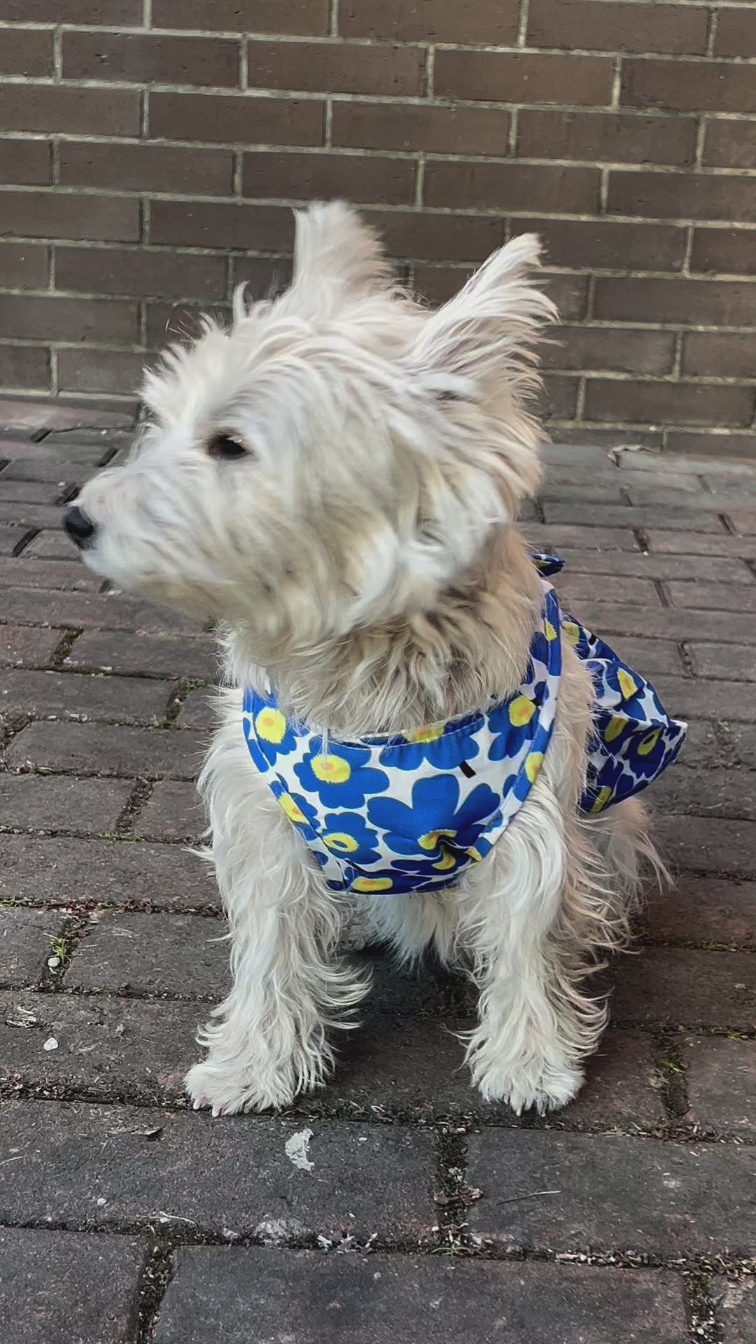 Floral Bowknot Pet Harness: Colorful Blossom Series