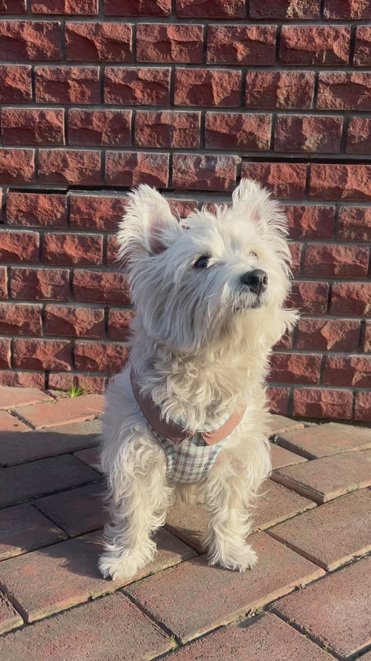 Plaid Cotton Pet Harness: Comfortable Classic Series