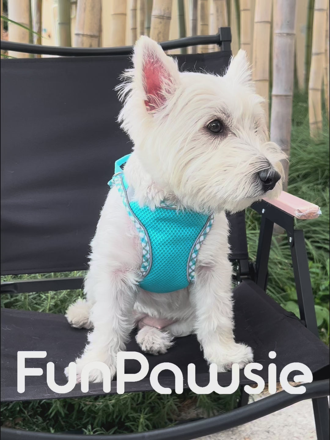 Mesh Pet Harness Set: Comfort Breath Series