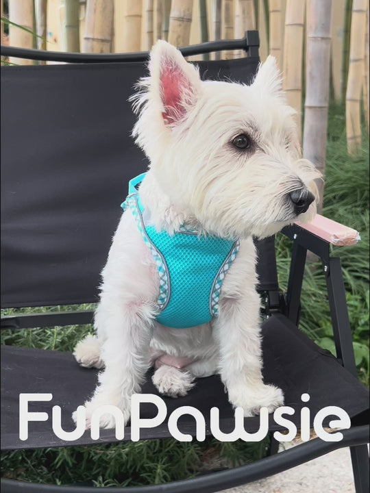 Mesh Pet Harness Set: Comfort Breath Series