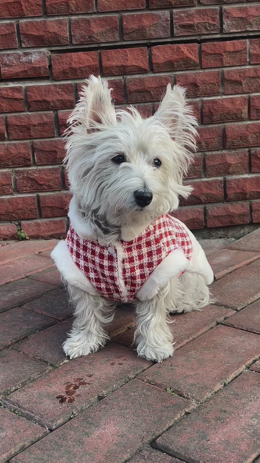 Plaid Wool Pet Harness: Cozy Comfort Series