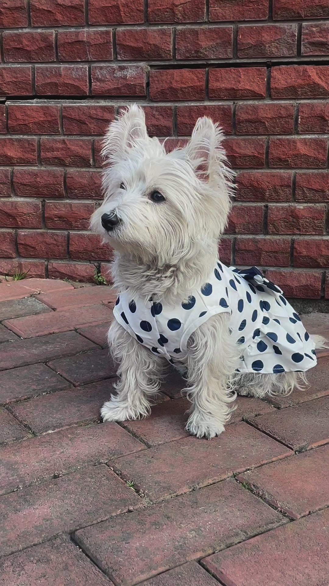 Polka Dot Bowknot Pet Harness: Sweet & Playful Series