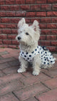 Polka Dot Bowknot Pet Harness: Sweet & Playful Series